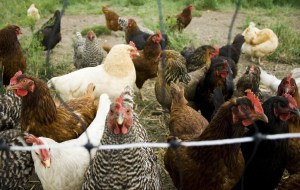 Chickens_in_Missoula