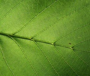 Leaf_detail