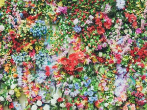 flowers-691611_960_720
