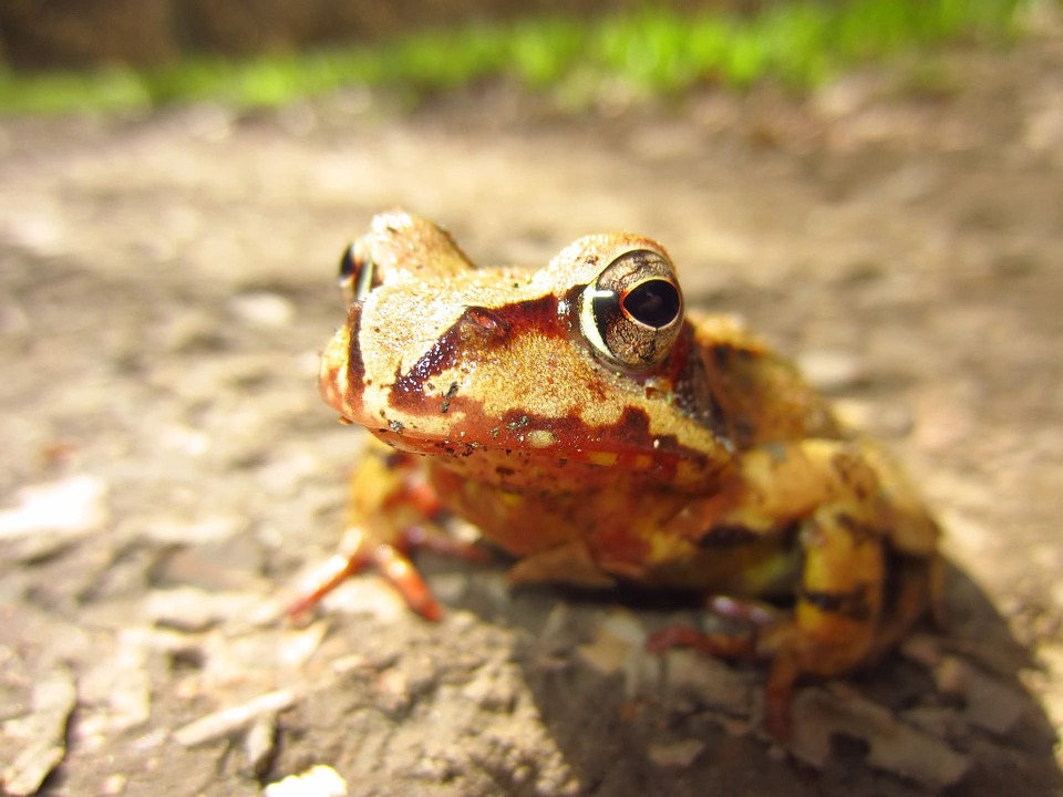 frog-216331_960_720