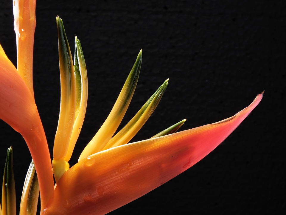 bird-of-paradise-flower-177711_960_720.jpg
