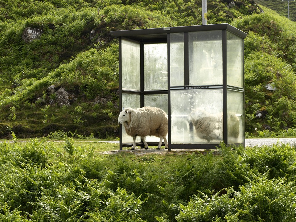 sheep-974107_960_720