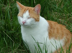 kater-carlo-meditiert
