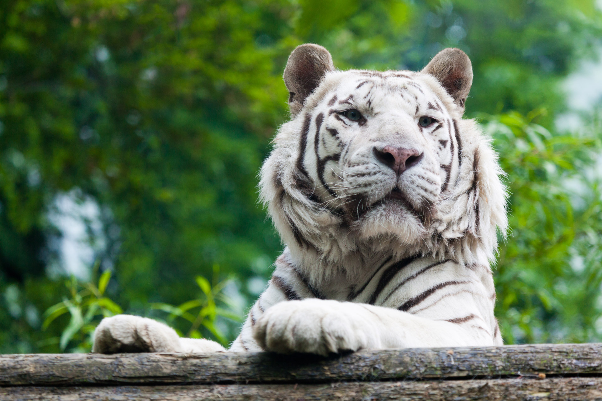 white tiger