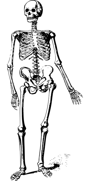 bones-1297457_960_720
