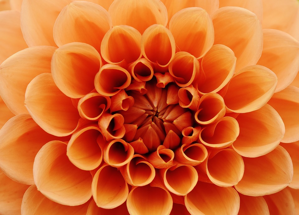 dahlia-1642440_960_720