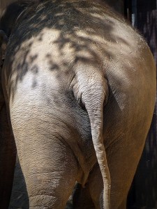 elephant-1379691_960_720