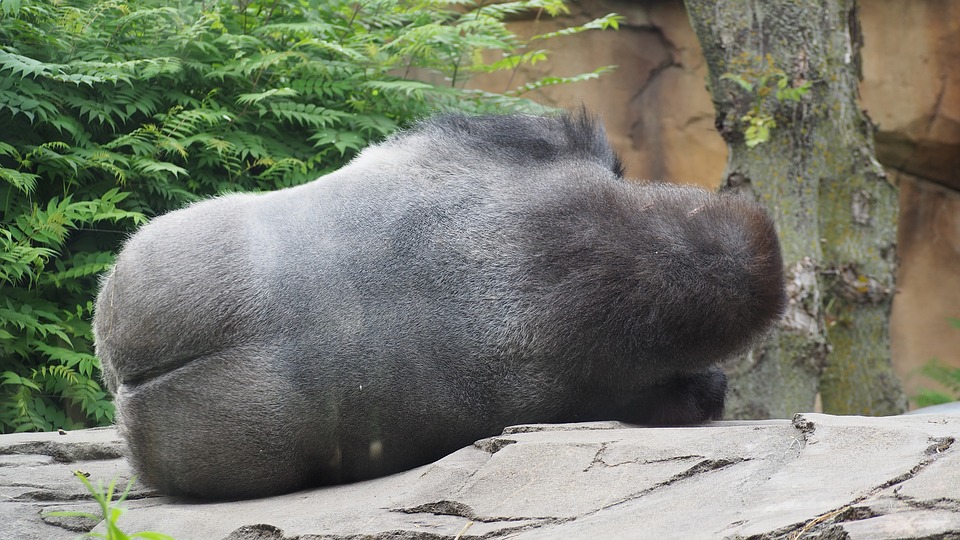 gorilla-1421897_960_720