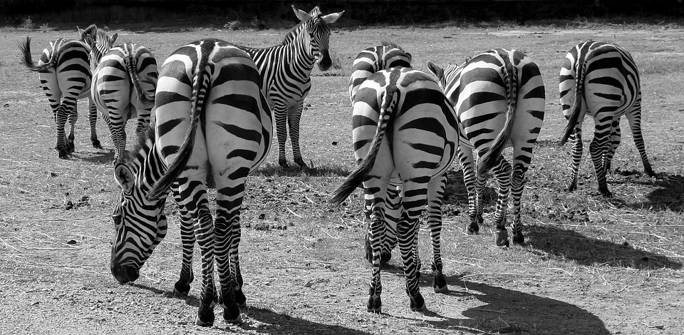 zebras-1081445_960_720