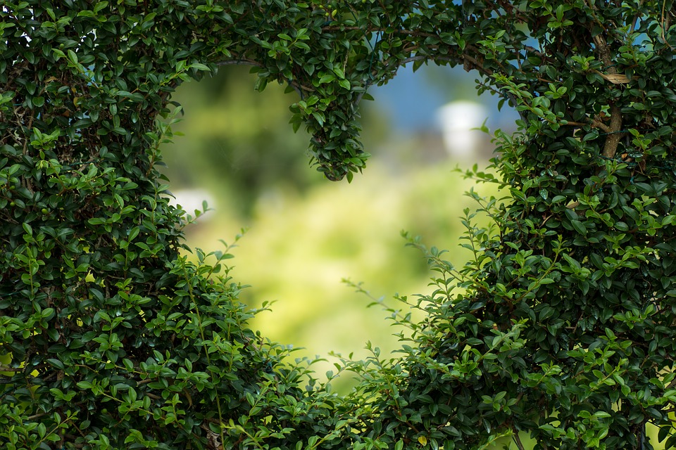 heart-1192662_960_720