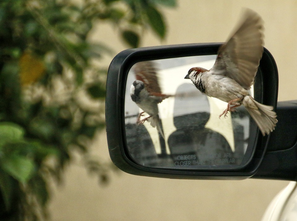 sparrow-320416_960_720