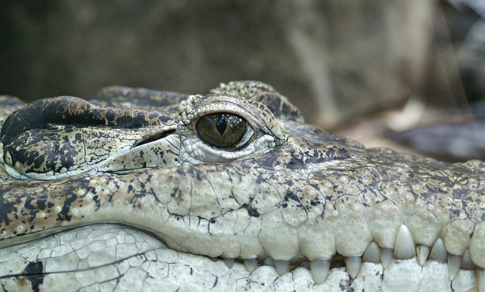 crocodile-66886_960_720