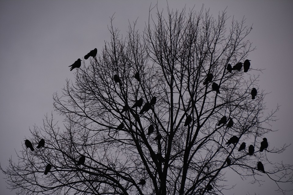 crows-590518_960_720