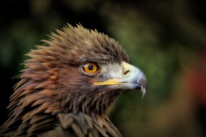 golden-eagle-627943_960_720