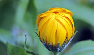 marigold-1503876_960_720