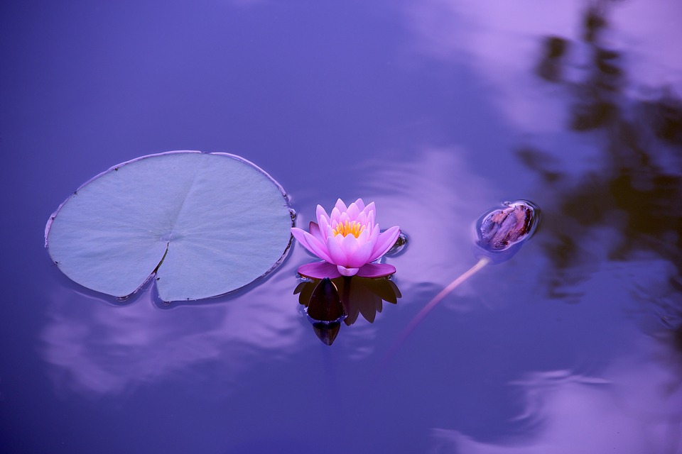 lotus-1205631_960_720