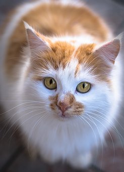 cat-3204836__340