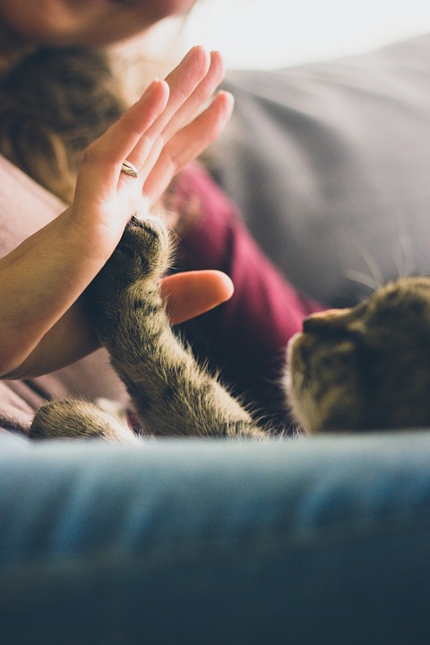 cat-691175_960_720