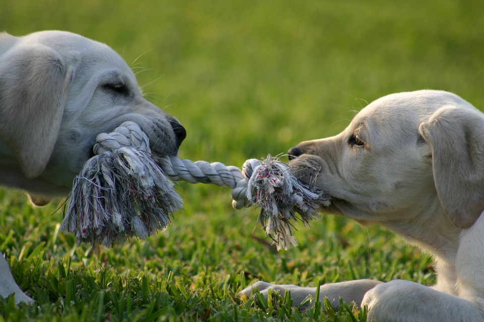 puppy-1647692_960_720
