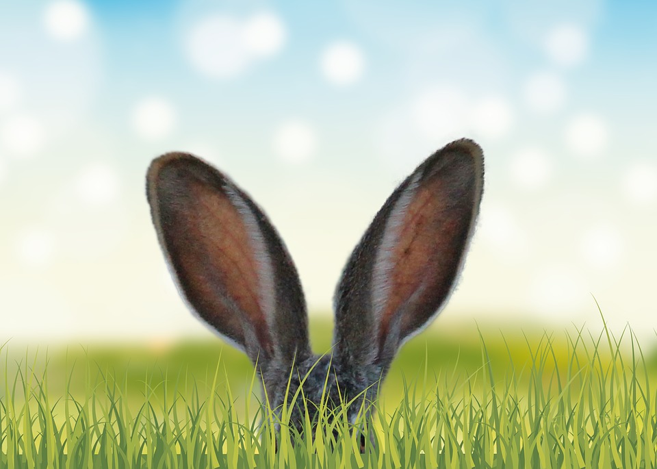 grass-3249879_960_720