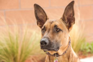 malinois-3331687_960_720