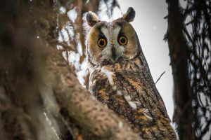 owl-3321411_960_720
