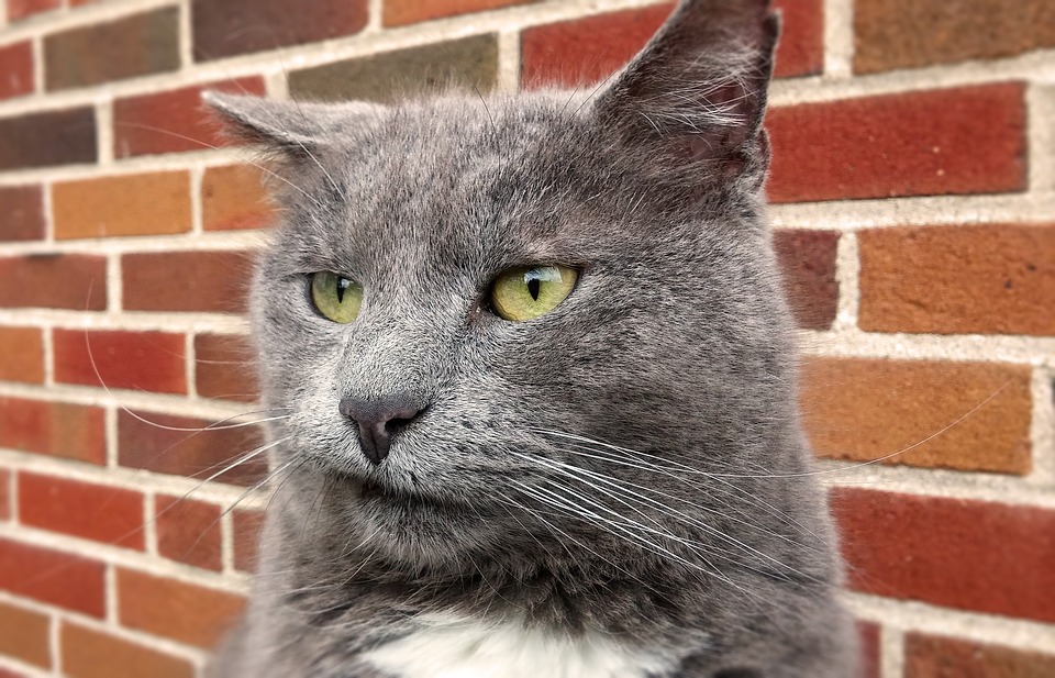 cat-2483826_960_720