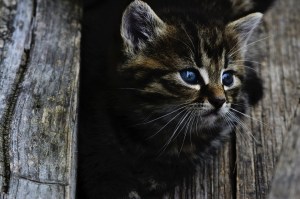 cat-914110_960_720