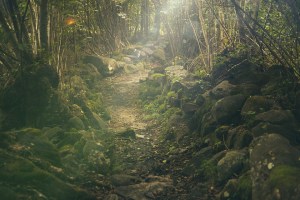 forest-438432_960_720