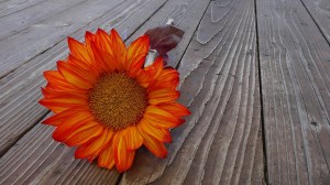 sunflower-187985_960_720