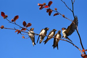 swallow-3584915_960_720
